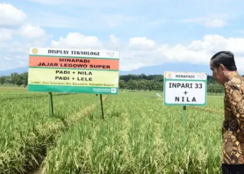 Presiden Kunjungi Lokasi Panen Padi di Indramayu dan Akan Tinjau Kawasan Industri Terpadu Batang
