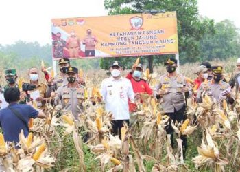 Wakapolda Banten Panen Jagung Bersama Wakil Bupati Tangerang  di Jambe