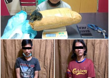 Dit Resnarkoba Polda Kepri Berhasil Amankan Tiga Orang Tersangka Tindak Pidana Narkotika Jenis Sabu dan Narkotika Jenis Daun Ganja