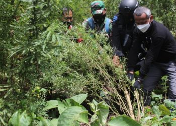 Polri Gagalkan Peredaran 529 Kg Ganja dan Musnahkan 7 Hektare Ladang Ganja di Aceh