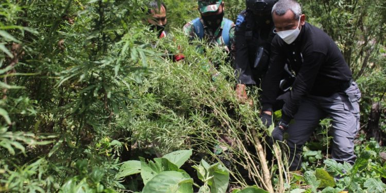 Polri Gagalkan Peredaran 529 Kg Ganja dan Musnahkan 7 Hektare Ladang Ganja di Aceh