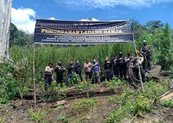 Polri Musnahkan 7 Haktare Ladang Ganja Di Gunung Lauser Dan Sita 592 Kg Ganja Kering