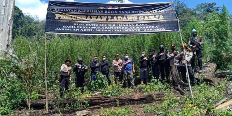 Polri Musnahkan 7 Haktare Ladang Ganja Di Gunung Lauser Dan Sita 592 Kg Ganja Kering
