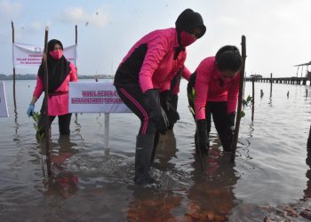 Sambut HUT HKGB Ke-69 Tahun 2021, Bhayangkari Cabang Tanjungpinang Laksanakan Penanaman Mangrove