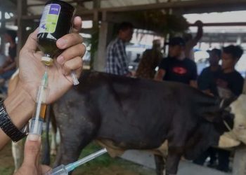 Update PMK di Indonesia : 1,1 Juta Hewan Ternak Sudah Divaksinasi