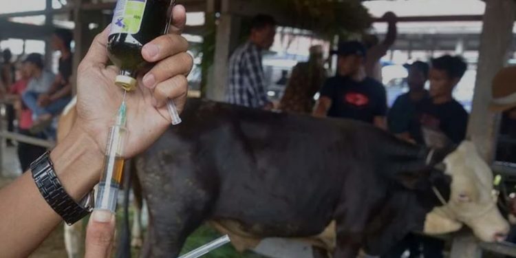 Update PMK di Indonesia : 1,1 Juta Hewan Ternak Sudah Divaksinasi