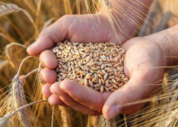 Impor Gandum Terganggu, Harga Mie Akan Naik 3 Kali Lipat