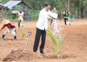 Presiden Jokowi Dorong Pemanfaatan Lahan Tanam Kelapa Genjah