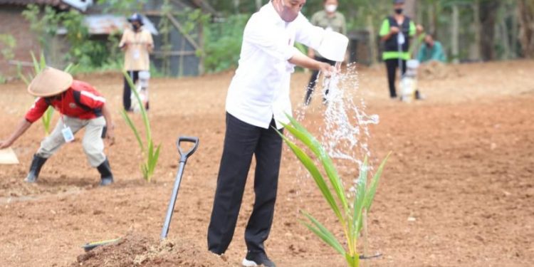 Presiden Jokowi Dorong Pemanfaatan Lahan Tanam Kelapa Genjah