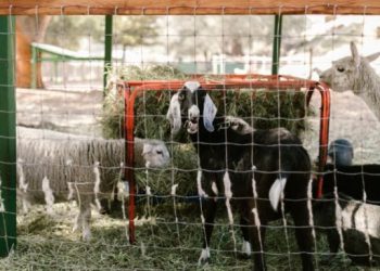 Ilustrasi: Hewan Kurban