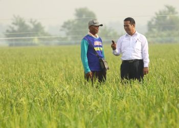 Menteri Pertanian Keluaran Dana Tambahan Targetkan Swasembada Pangan di Sumsel