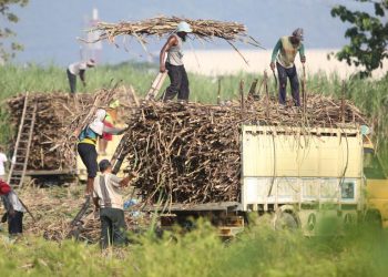 Capai Target Swasembada Gula, Pemerintah Siapkan Lahan di Papua
