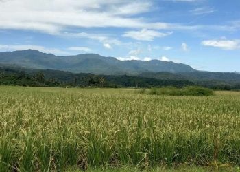 Perluasan Lahan Sawah Jadi Langkah Strategis Kementerian Pertanian Wujudkan Kedaulatan Pangan