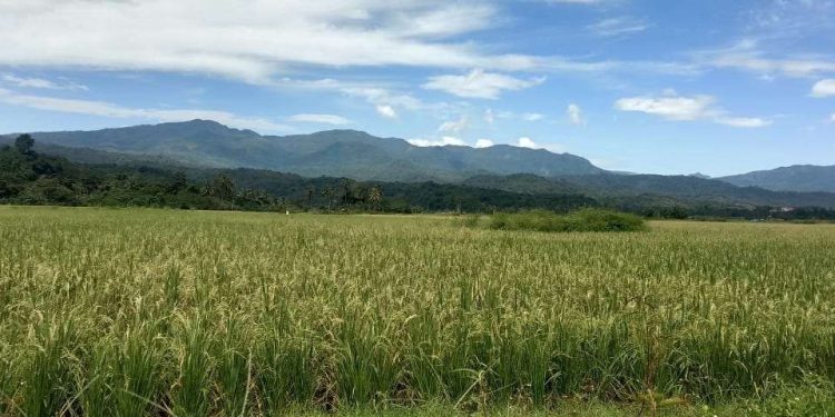 Perluasan Lahan Sawah Jadi Langkah Strategis Kementerian Pertanian Wujudkan Kedaulatan Pangan