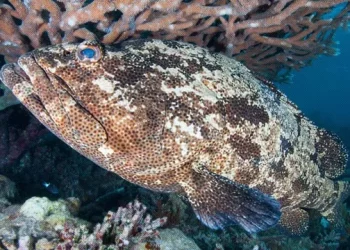 65 Ton Ikan Kerapu Maluku Diekspor ke Hong Kong dan Tiongkok, Nilai Ekspor Capai Rp17,9 Miliar