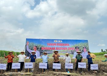 Gresik Jadi Lokus Baru Swasembada Gula,Kementan Target Tambahan 500 Hektare Tebu Baru