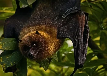 Kemenkes Keluarkan Imbauan Resmi Waspada Ancaman Virus Nipah